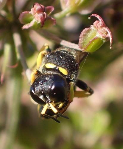 Réf. 212 888 : Ectemnius continuus punctatus